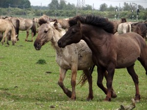 equoia-synchroniteit